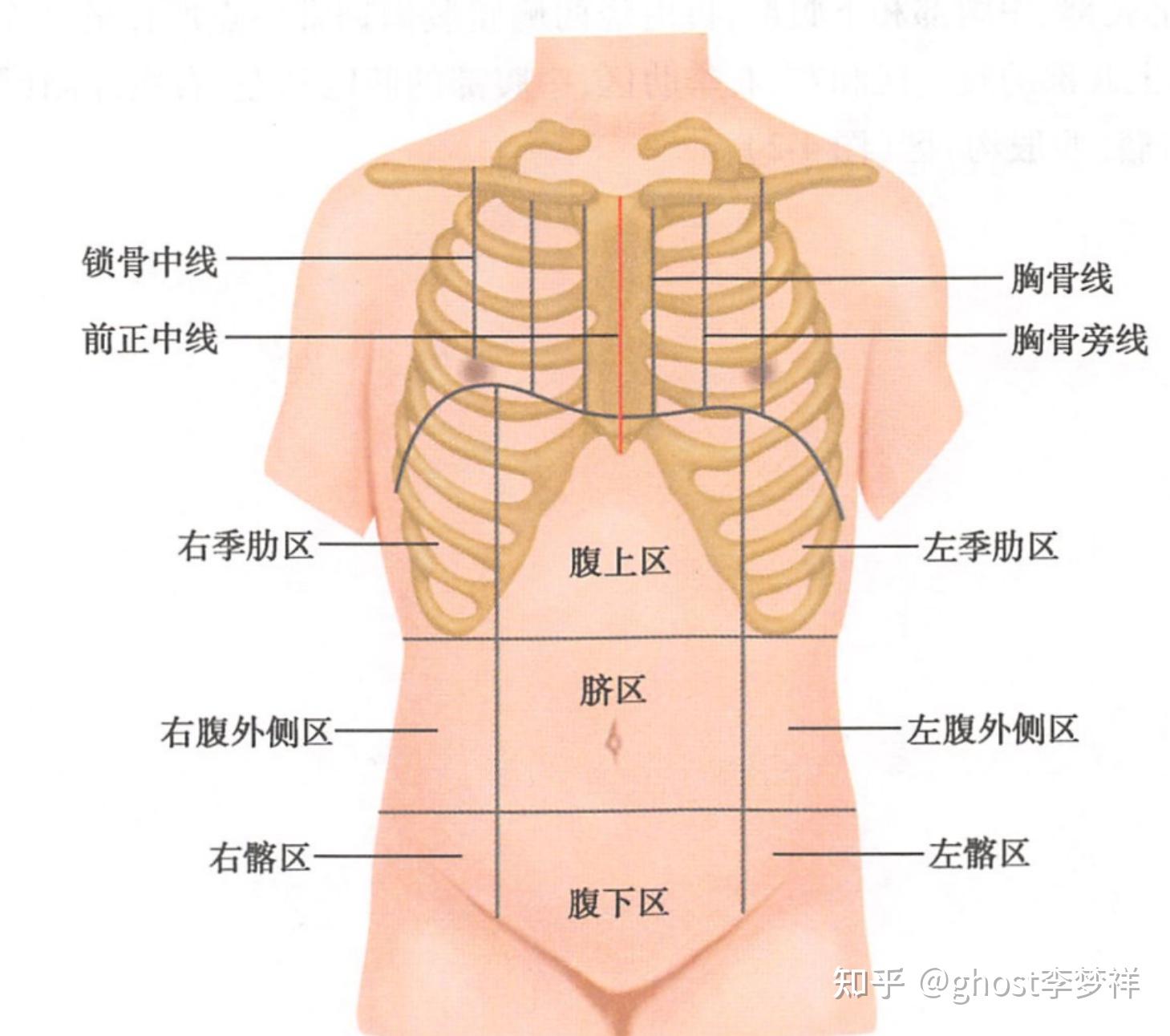 医学笔记,系统解剖学#14