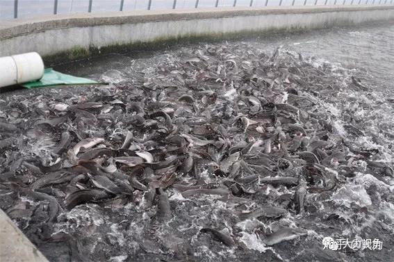 走进朝鲜 朝鲜系列水产品企业介绍 知乎