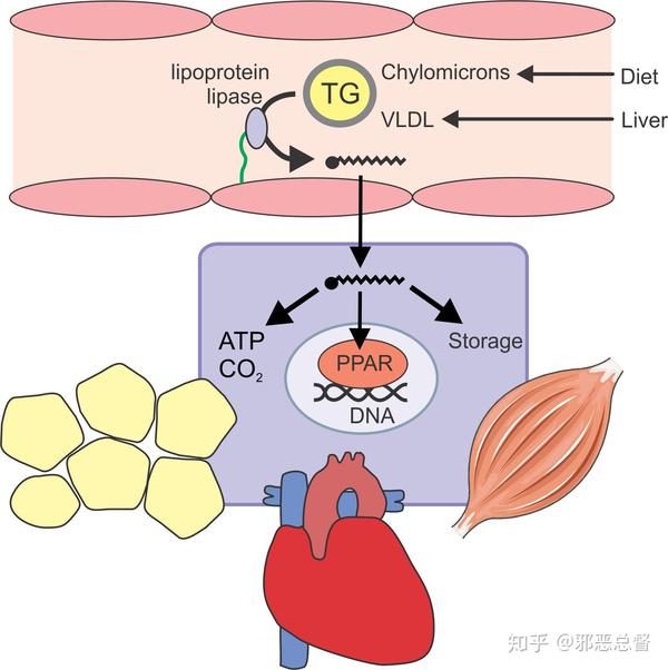 lipids 脂质 知乎