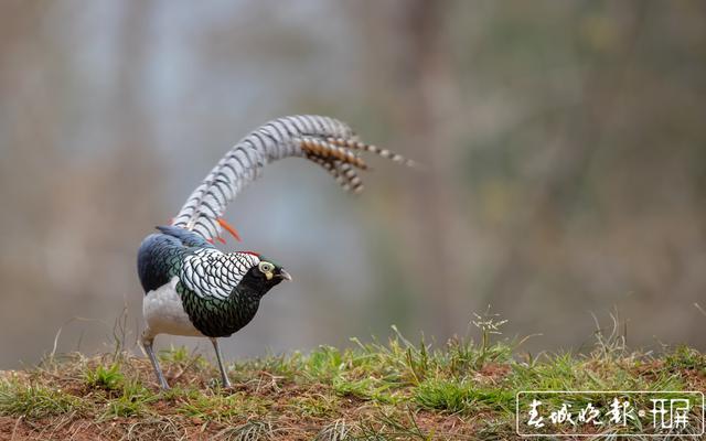 他每年都会来念湖观鸟拍鸟,尤其是冬季,除了拍黑颈鹤,还可以到后面山