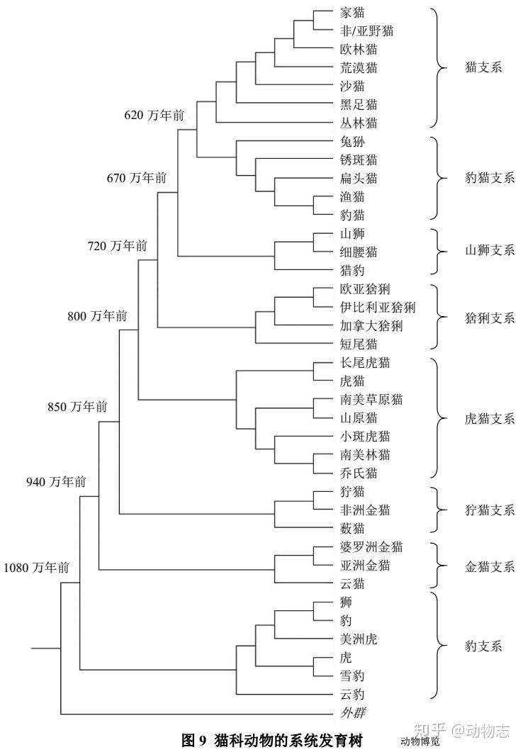 云吸猫爱好者福利 一篇文章弄懂40种猫科动物