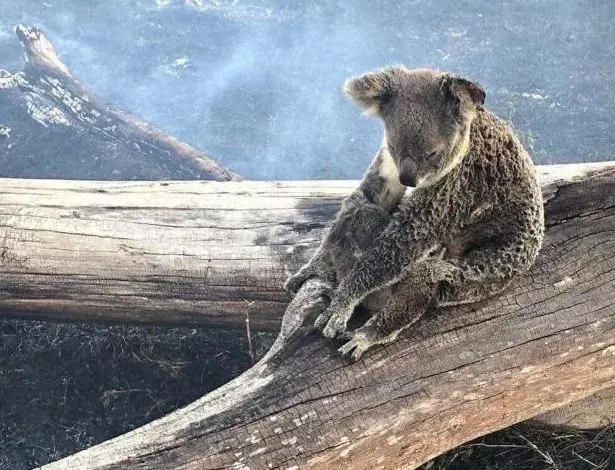 澳洲大火迅猛考拉们被活活烤焦惨不忍睹