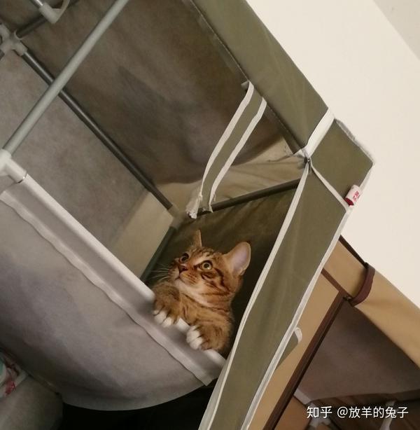 英短蓝猫和狸花猫配种会生出什么样的猫啊 求上图 狸花猫与蓝猫杂交 Duboot网