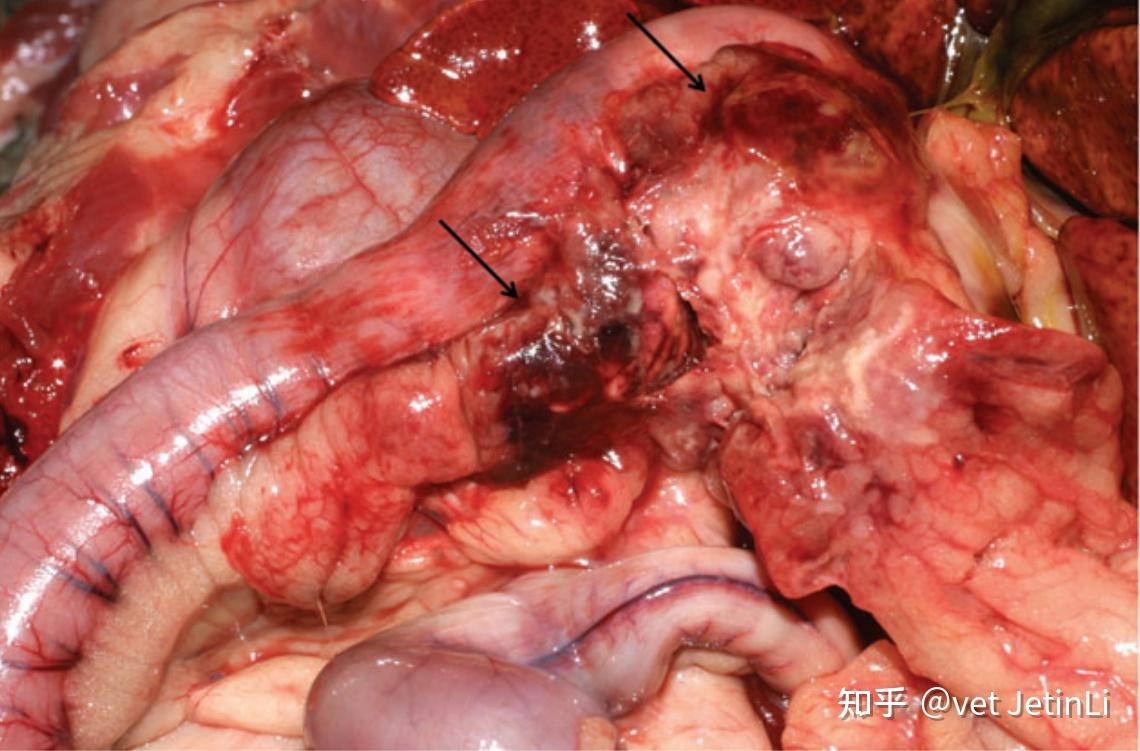 犬猫胰腺炎的诊断