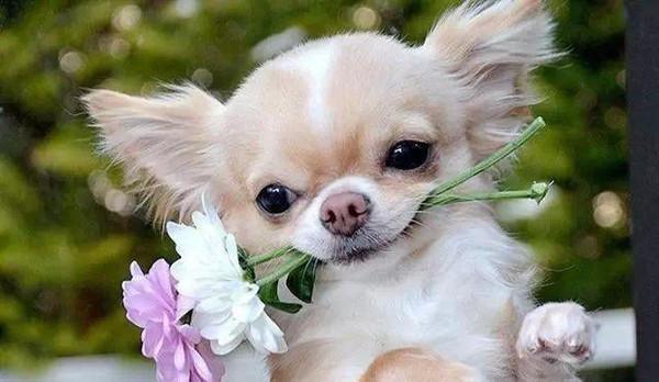 世界上最小犬种的狗狗你敢养吗 知乎 世界上最小犬种的狗狗你敢养吗 知乎