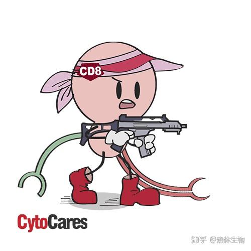 热休课堂第四期t细胞免疫细胞家族的头号杀手