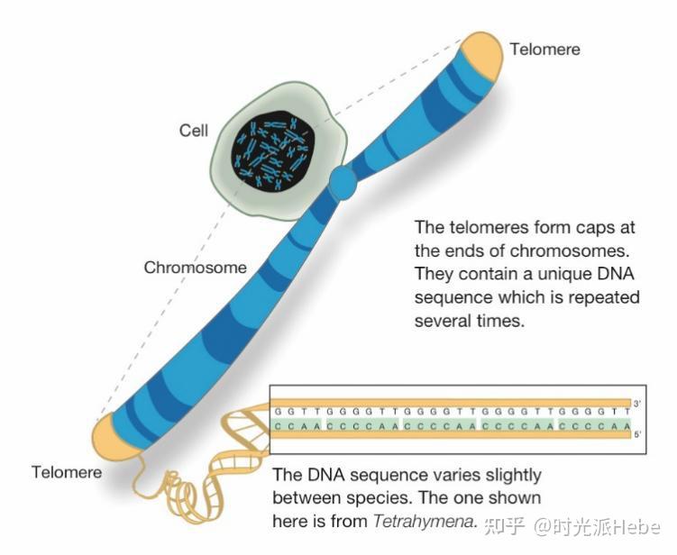 延长端粒已过时,端粒结构与表观遗传才是抗衰新风向丨专访“丝氨酸抗衰研究者”余希岚教授 - 知乎