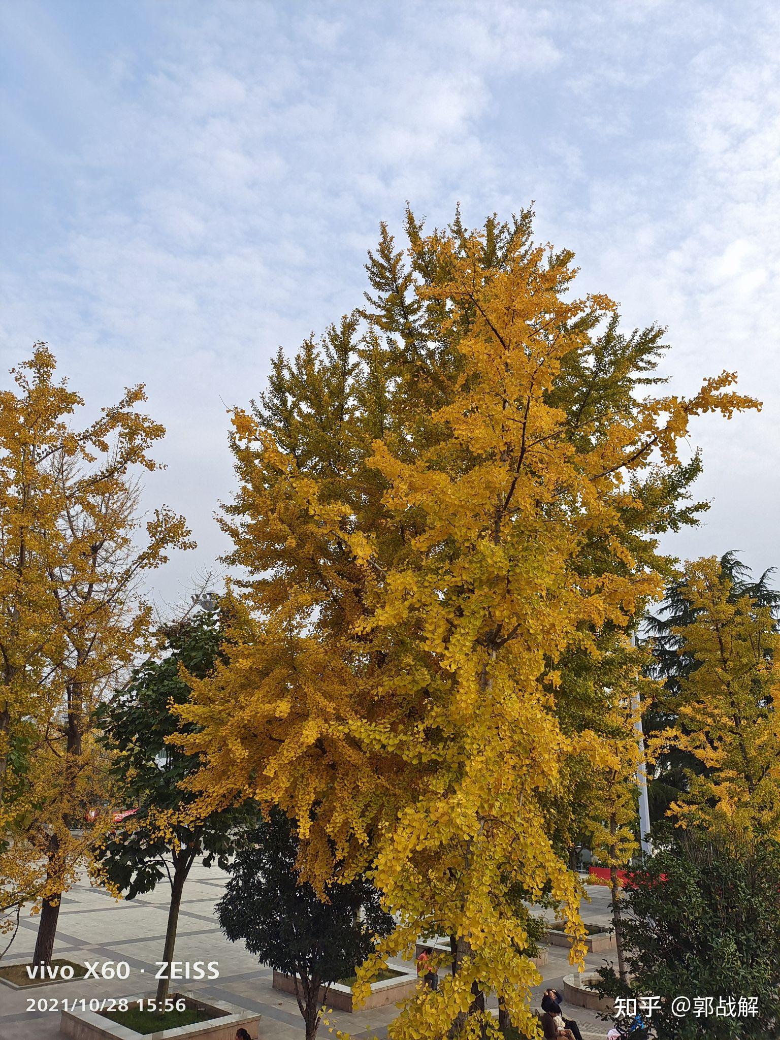 慈善家郭战解拍摄河南省洛宁县凤翼山森林公园