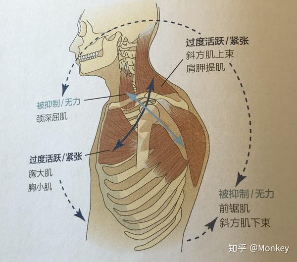 足底筋膜炎,脛骨後肌肌腱炎,膝前側疼痛,下腰背痛 上肢運動損傷綜合徵