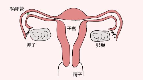 输卵管不通治疗医院圣经