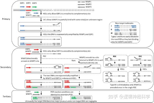 STAR Protocols︱南昌大学李海星团队发表基于腕表PCR基因组步移获取未知侧翼DNA的实验方案 - 知乎