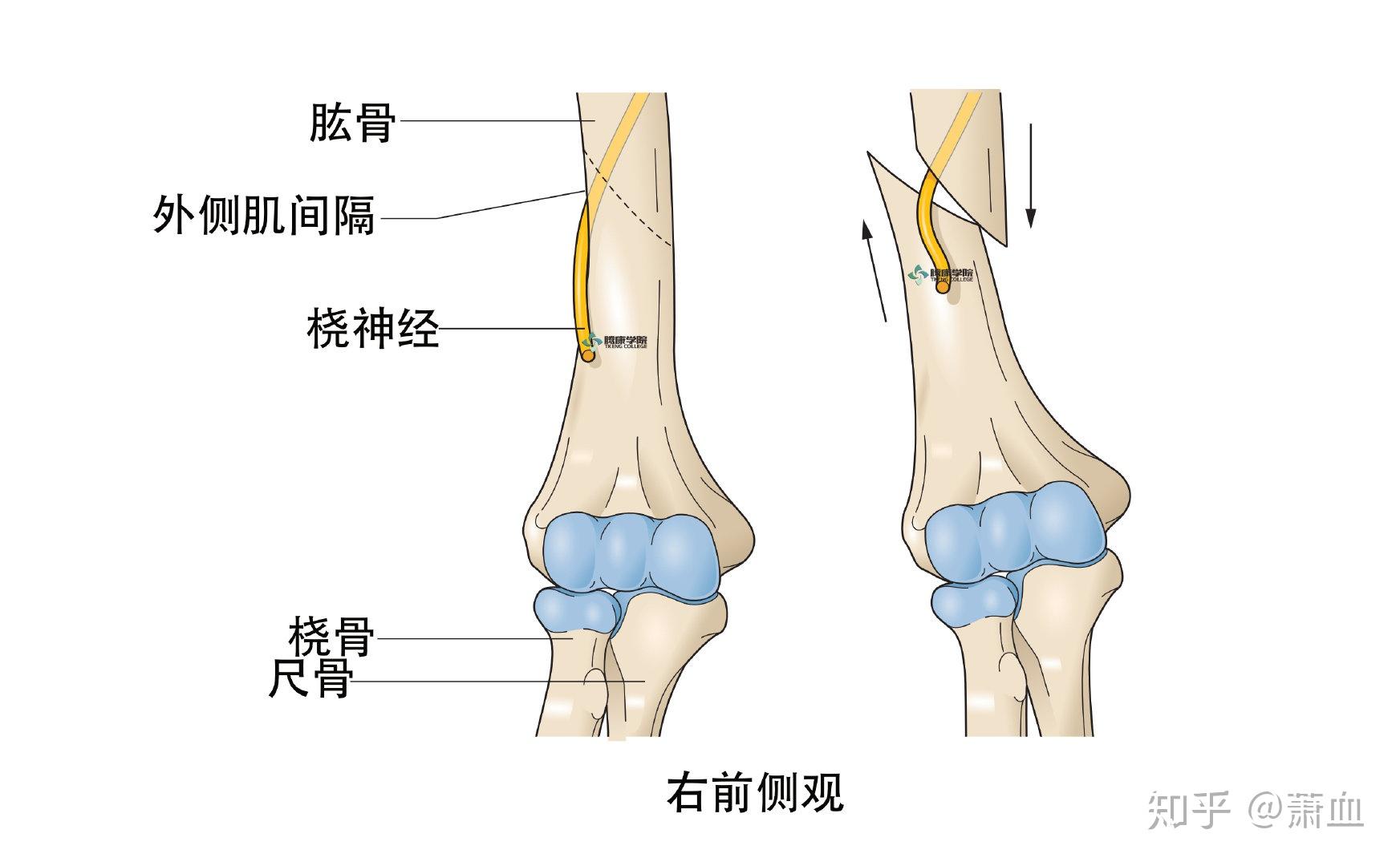 桡神经临床表现和检查