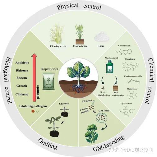 中国农业科学院综述十字花科作物根肿病抗性研究新进展 - 知乎