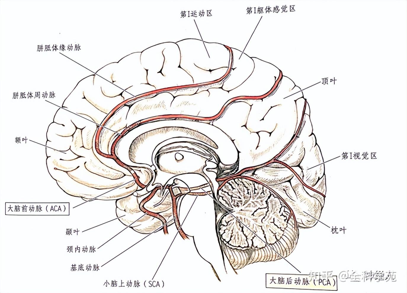 大脑中动脉皮质支图片