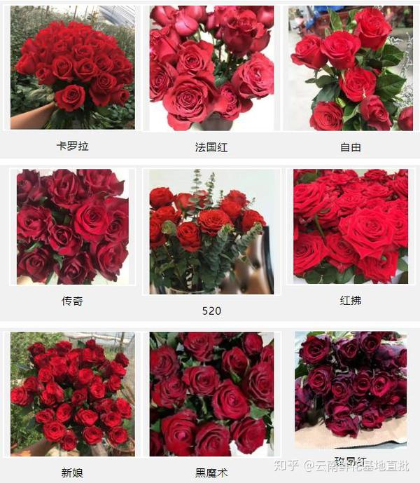 玫瑰花品种排行榜图片