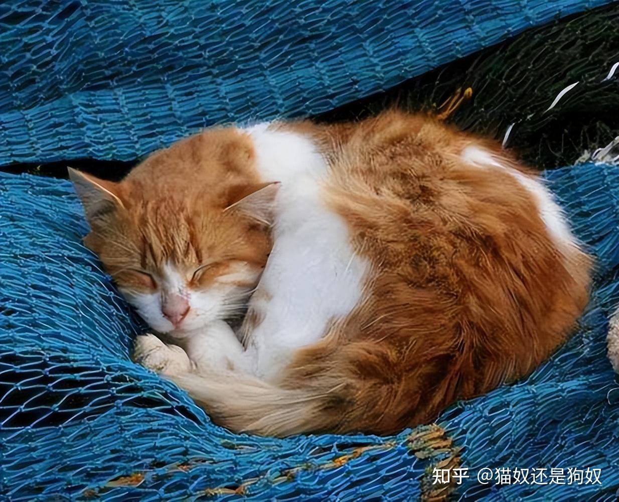 包含猫咪死后找什么菩萨超度的词条 包含猫咪死后找什么菩萨超度的词条