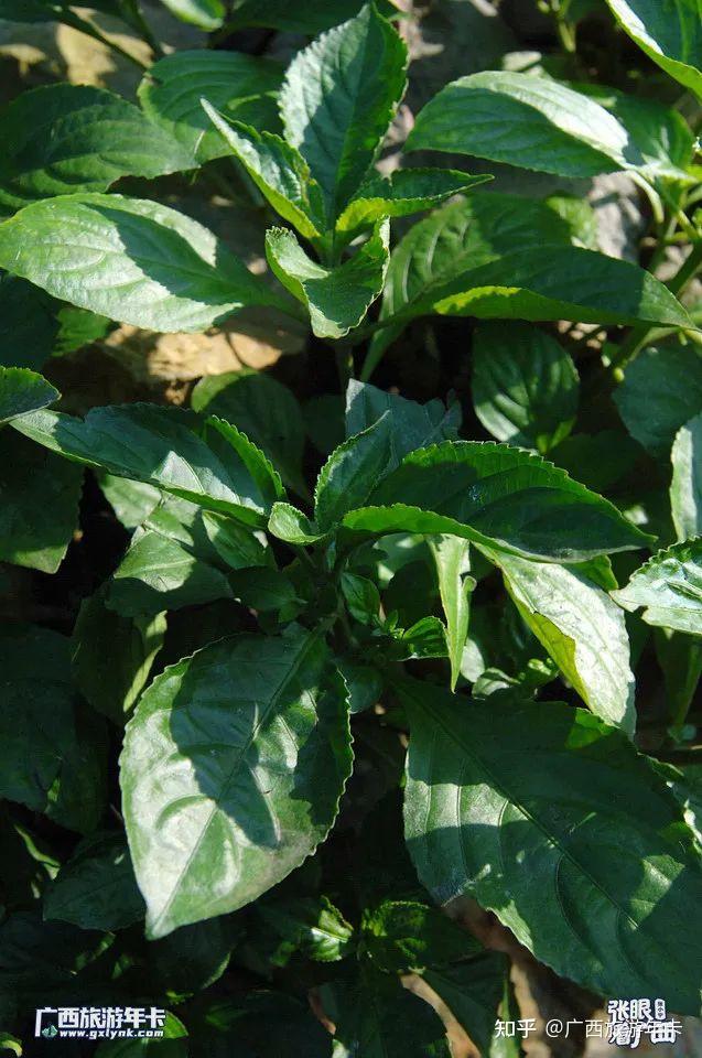 蓝靛草△里湖白裤瑶怀里村染布 2007.2.