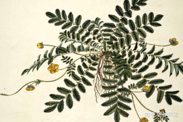 平卧茎:经常是草本植物的茎,在接近地表面的基部就开始分枝,平卧在