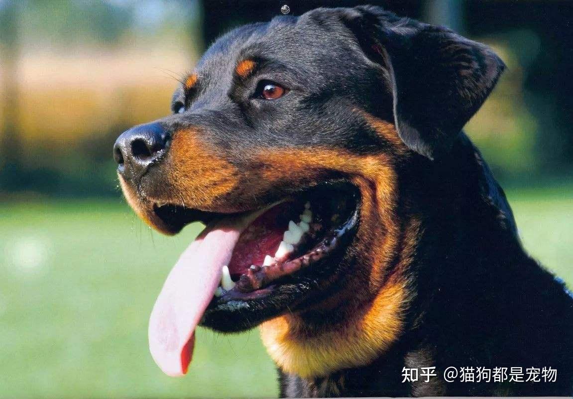 爱犬，牛顿之子：皮蛋 - 纽波利顿 - 猛犬俱乐部-中国具有影响力的猛犬网站 - Powered by Discuz!
