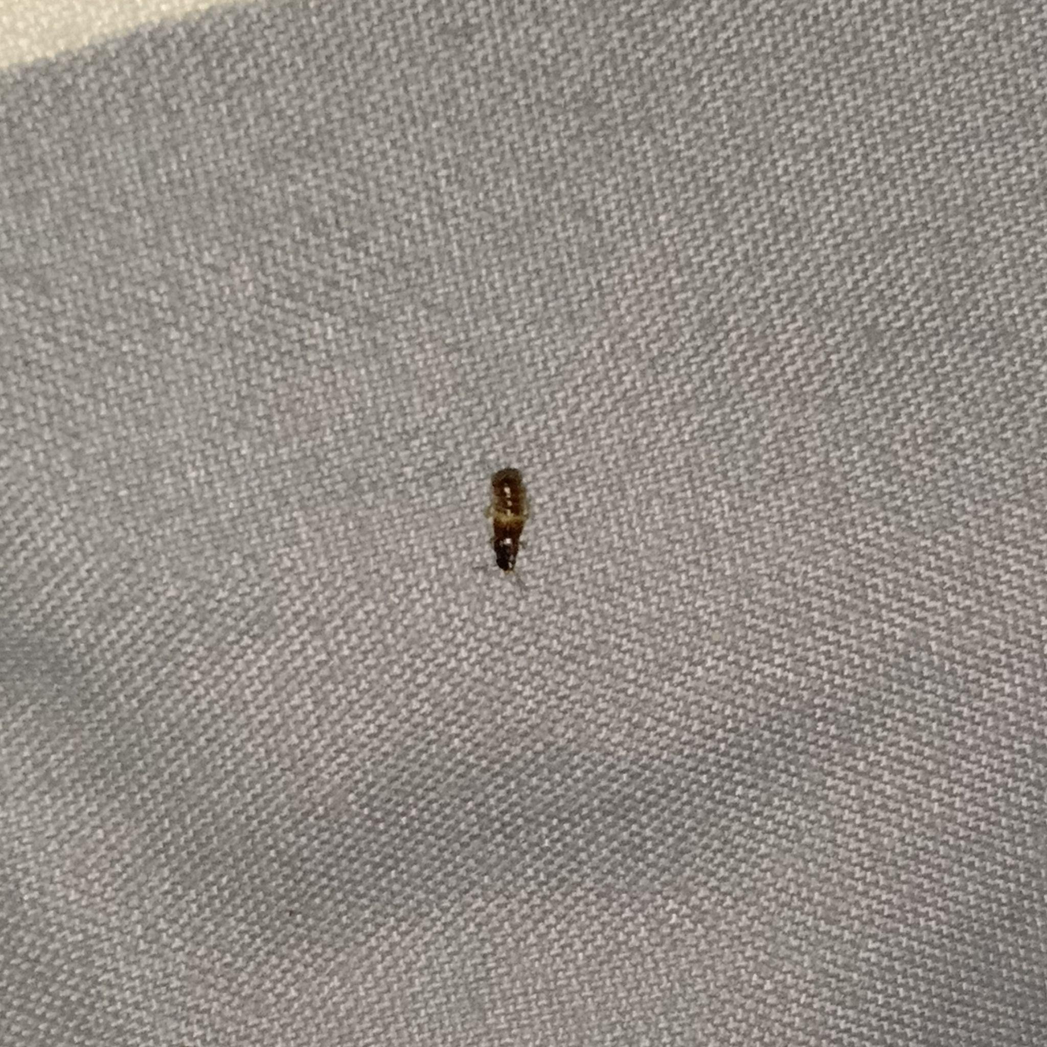 黑色会飞的虫子（有图片),请告诉我这个是什么虫子，我经常被咬起很多、很痒的红色包。怀疑是它。_百度知道