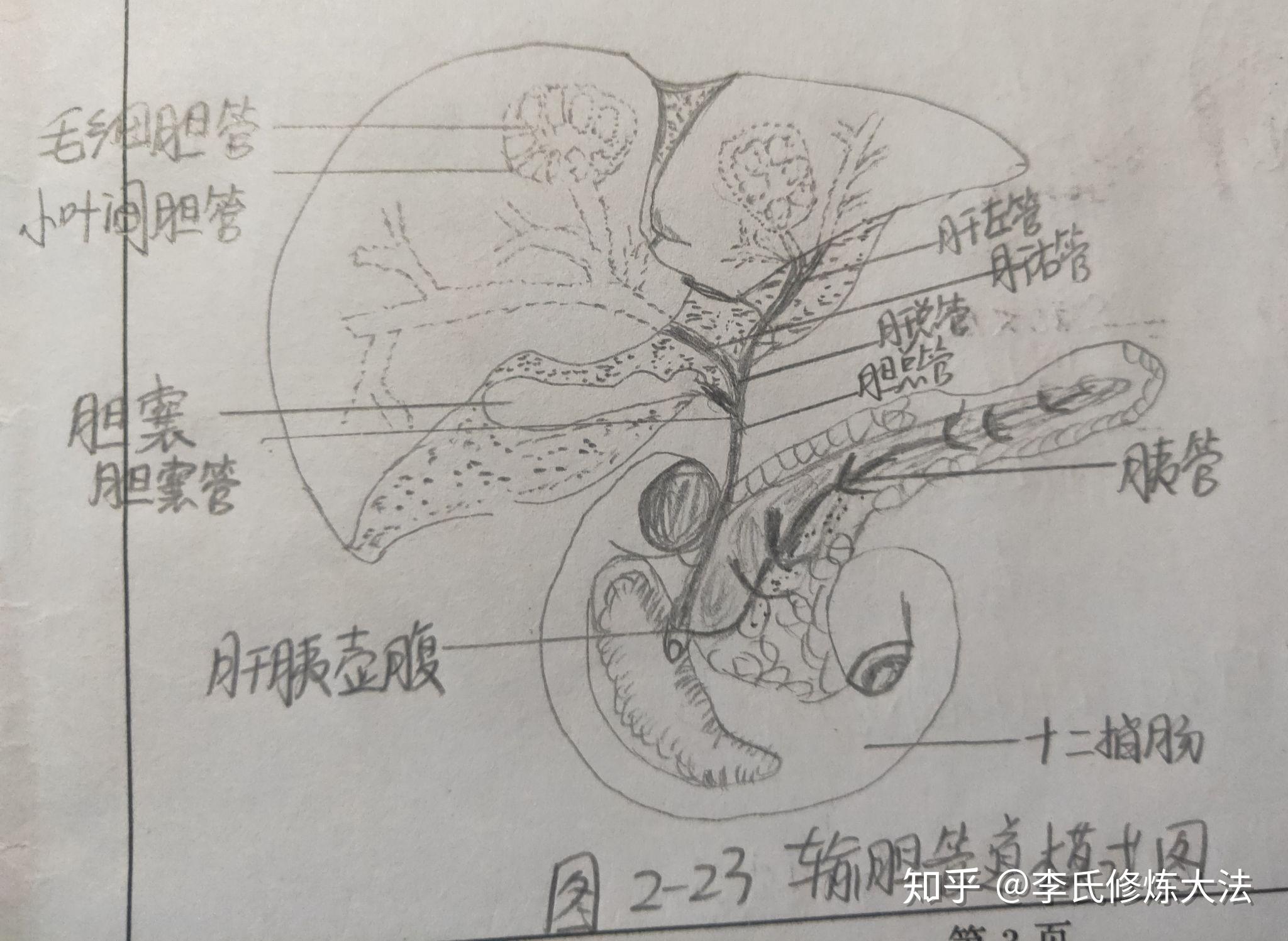 胆道系统解剖图手绘图片