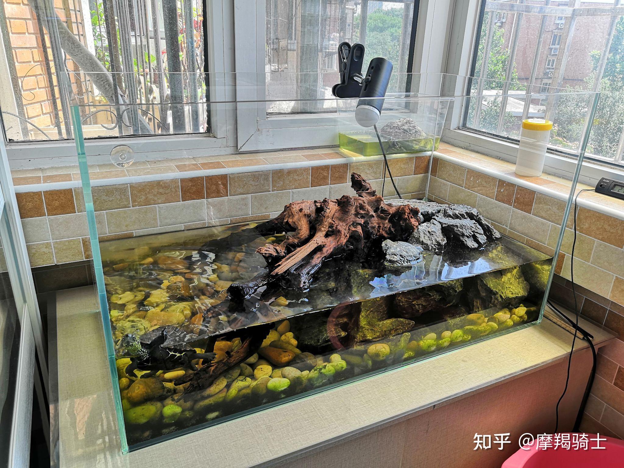 龟池欣赏 | 爱到深处，自然给龟造一个仿生态龟池