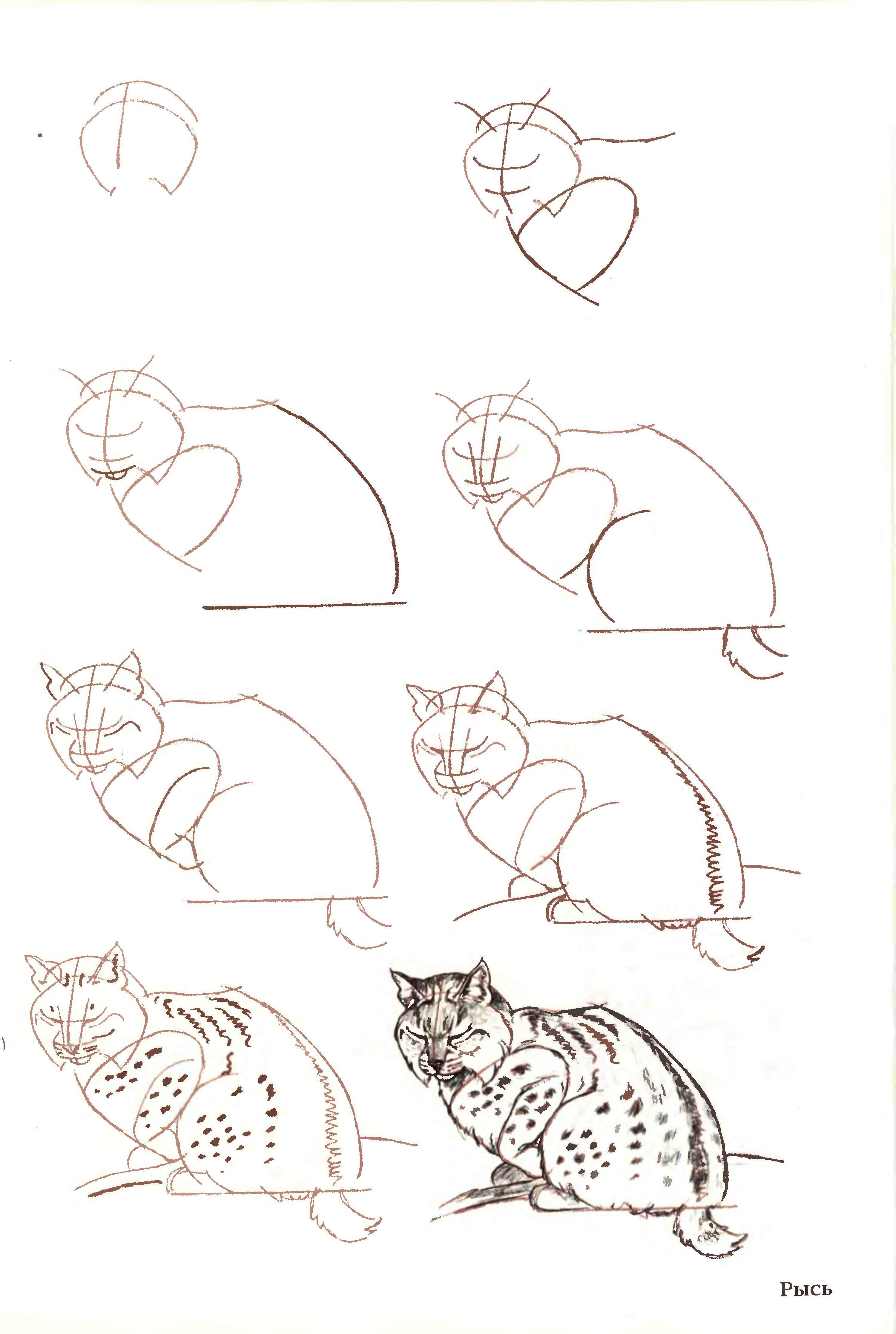 50个猫的画法，四步画出猫咪老师～ - 知乎