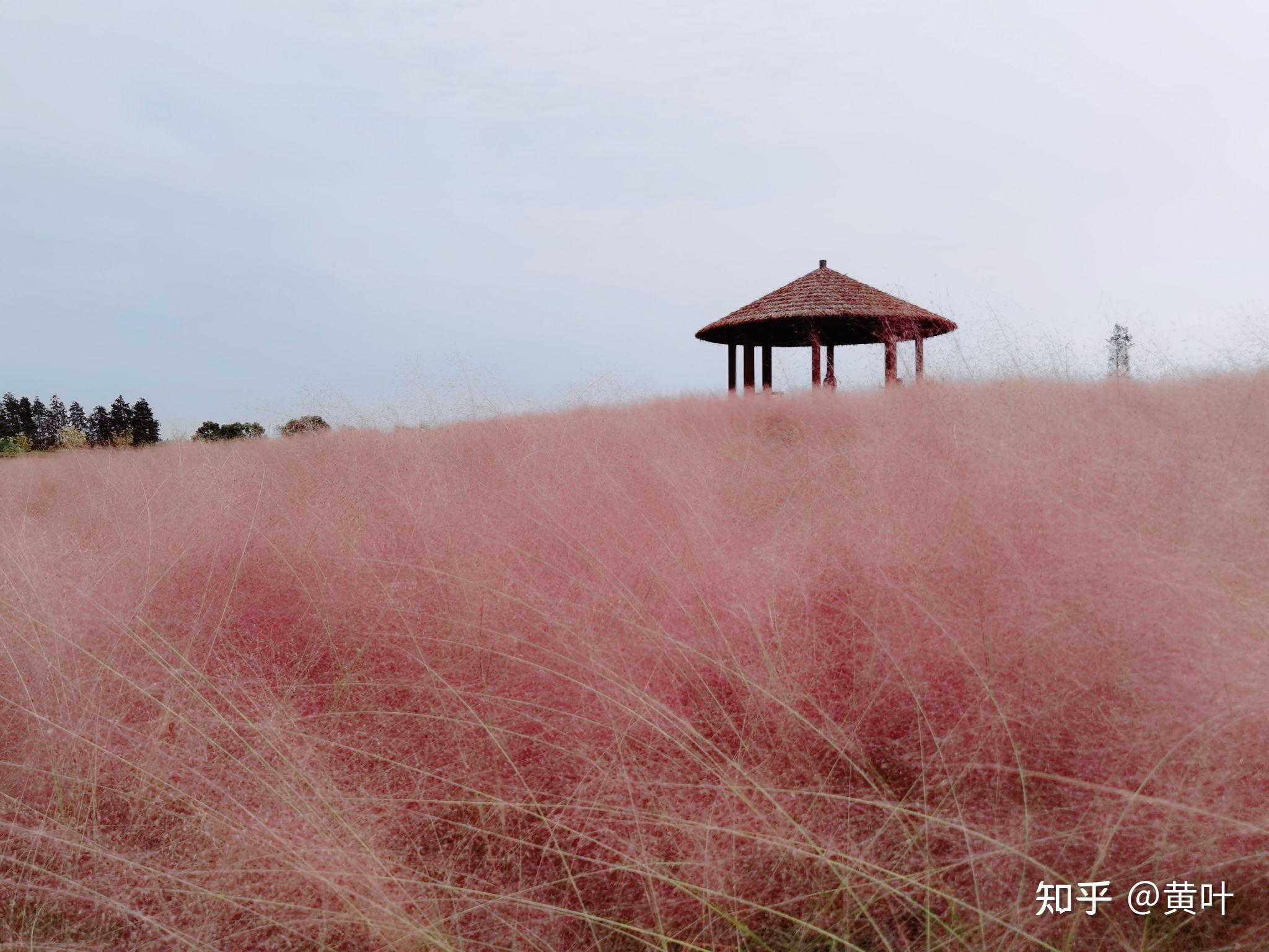 昆山淀山湖花海公园图片