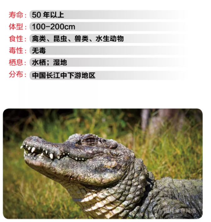 物种小谈┃扬子鳄