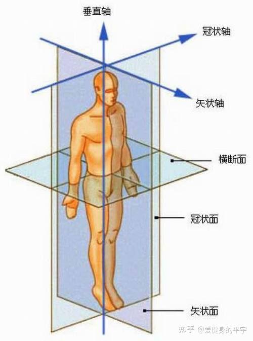 人体基本轴和基本切面图片