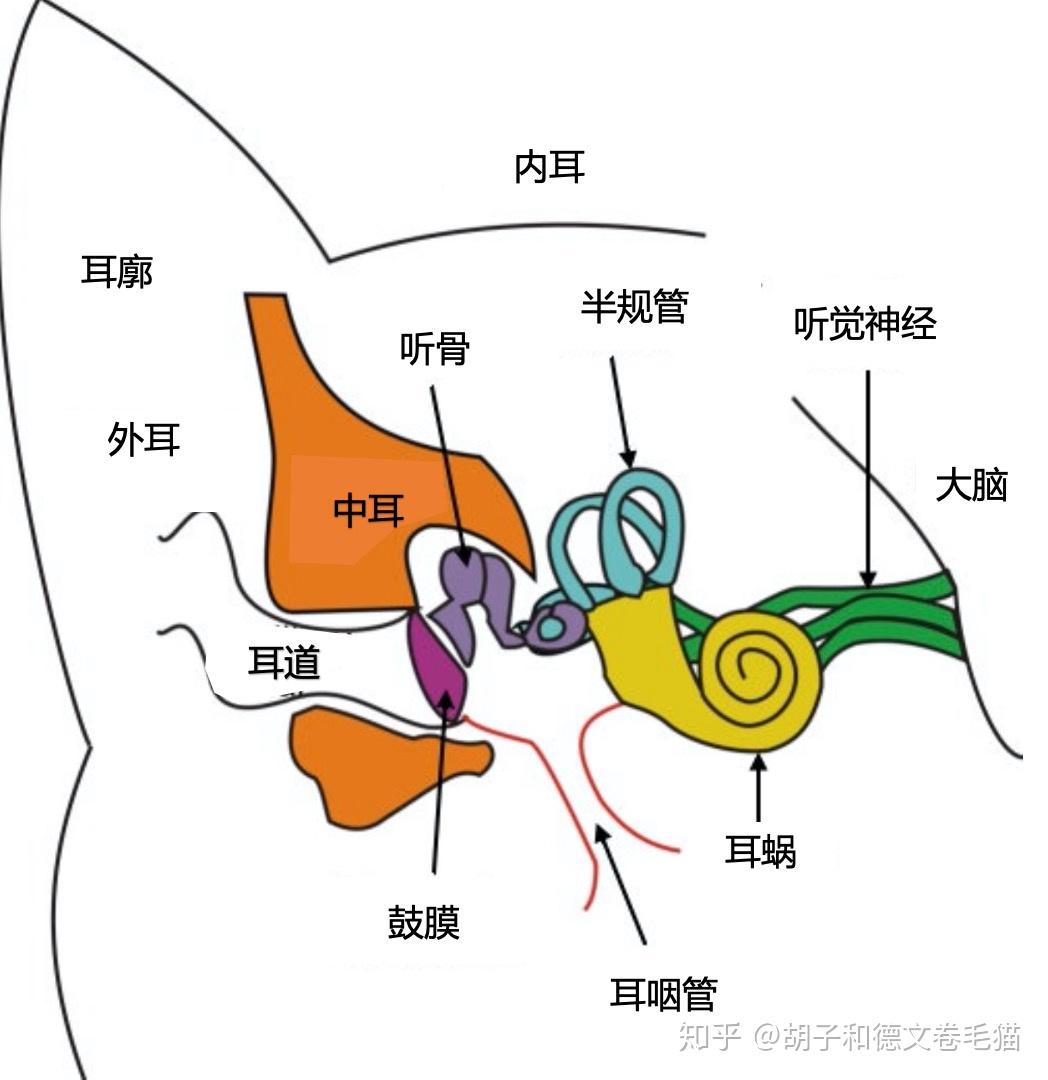 发生,黑色素细胞减少就会导致钾减少,钾变少后,耳朵中的血管系统退化