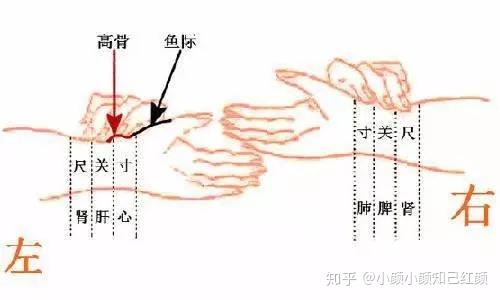 中医把脉手把手教,最全动图展示并心法口诀! - 知乎