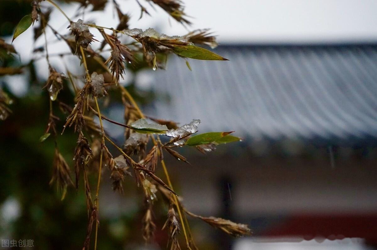 竹米(竹实)——既普通又稀罕的“谷物” - 知乎