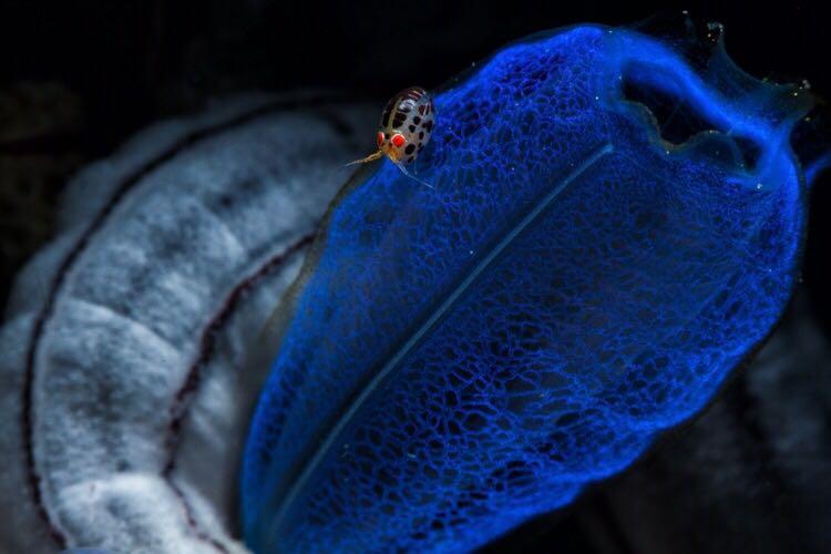 【蓝色鸦片】潜水会上瘾?