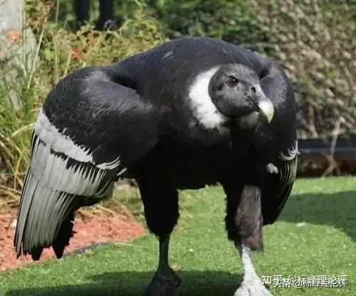 阿根廷巨鹰,以吃狮子为生?身高达两米至今没有任何天敌! - 知乎