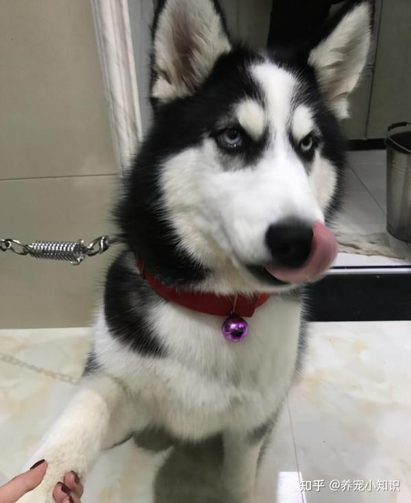哈士奇为什么一年四季都在掉毛 这几个问题 宠主注意下 知乎