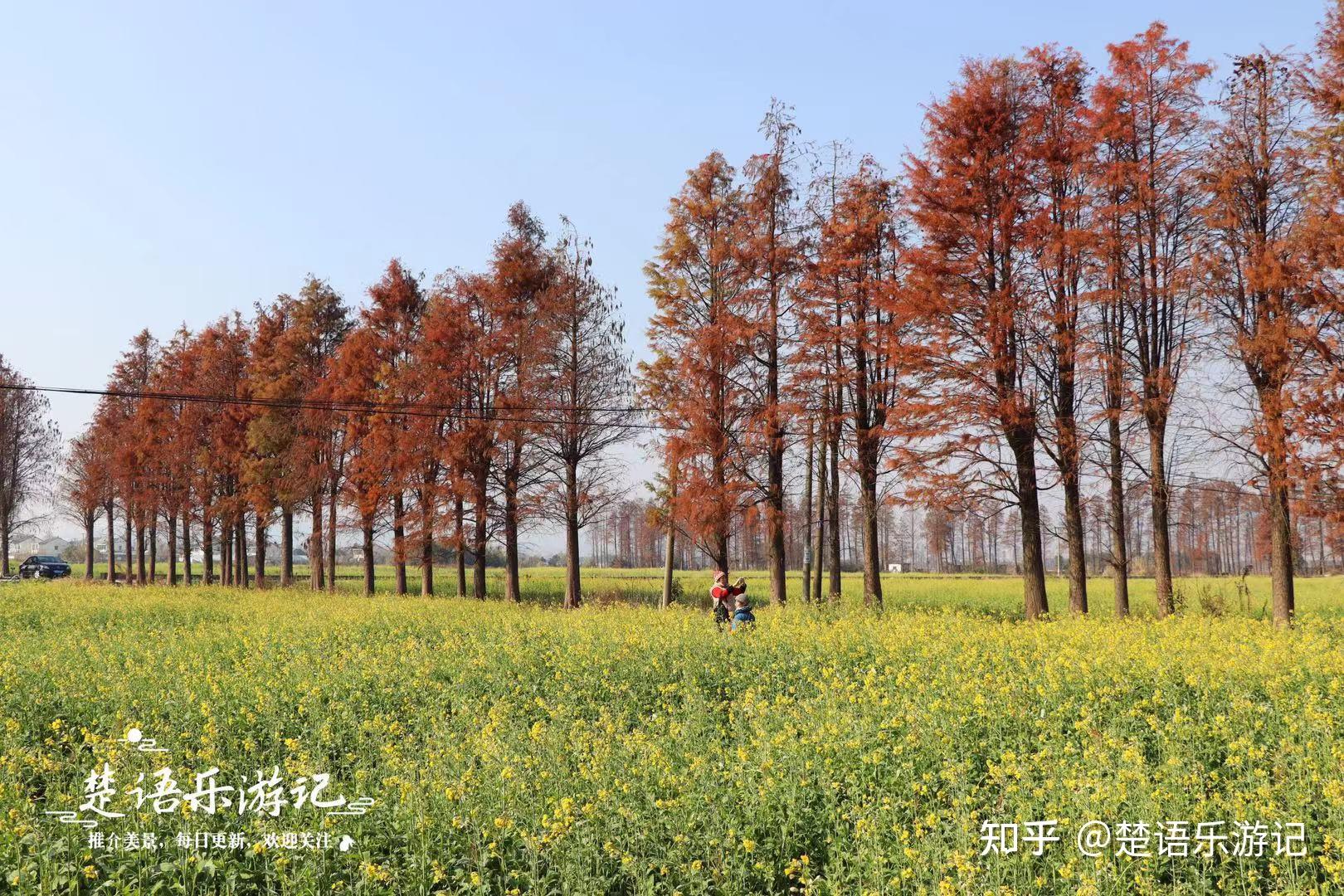 宁波这个油菜花海又火了,和红杉林交相辉映,成为冬季的奇特风景