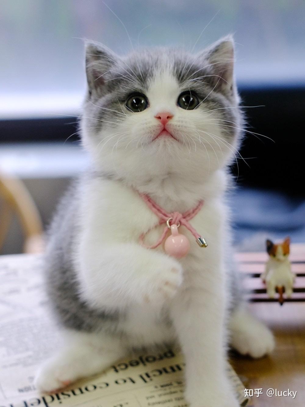 在珠三角一带,英短蓝白一直都是很受欢迎的猫咪,也是不少人都在养的