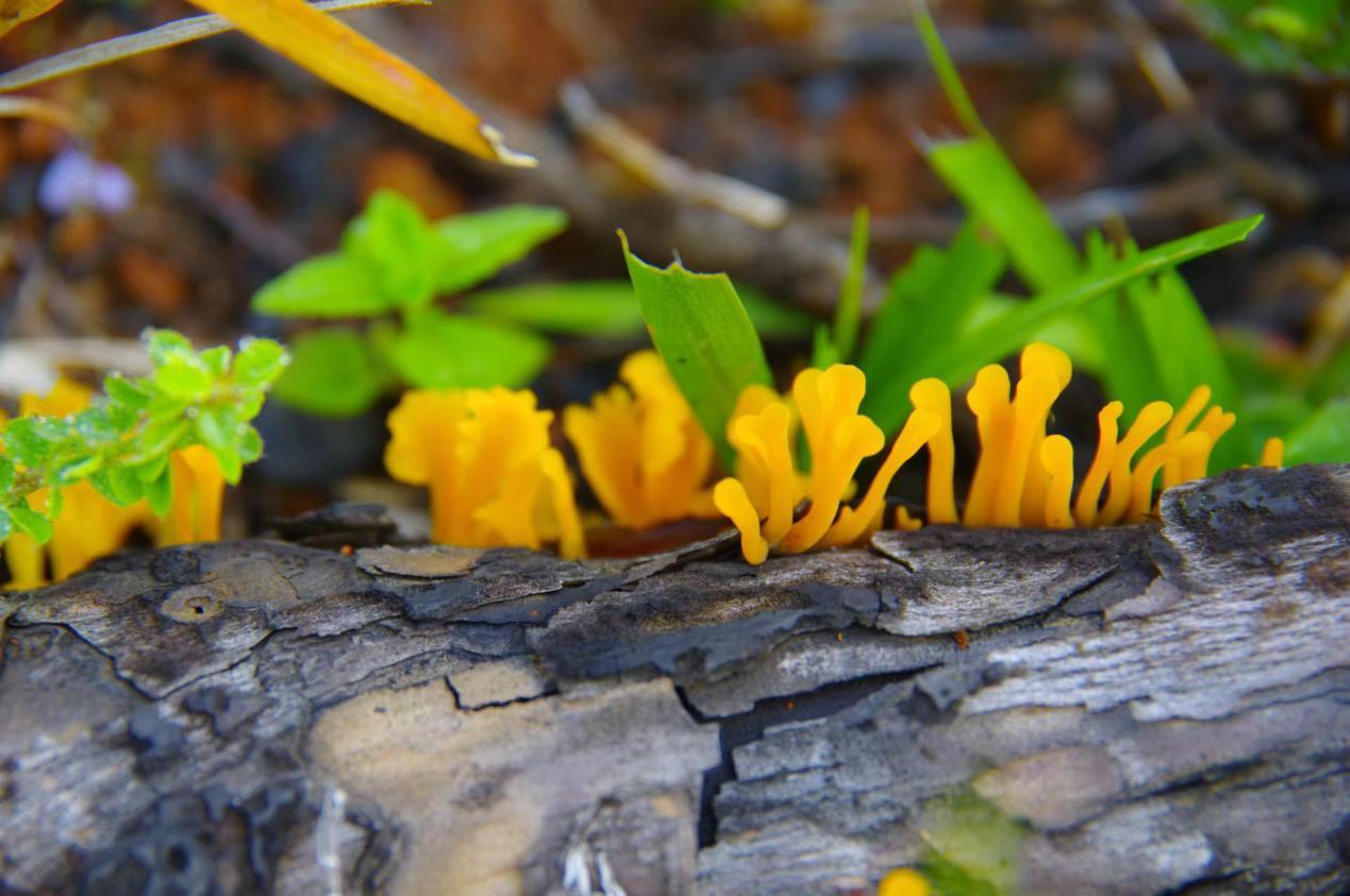 山野藏珍馐——桂花耳 - 知乎