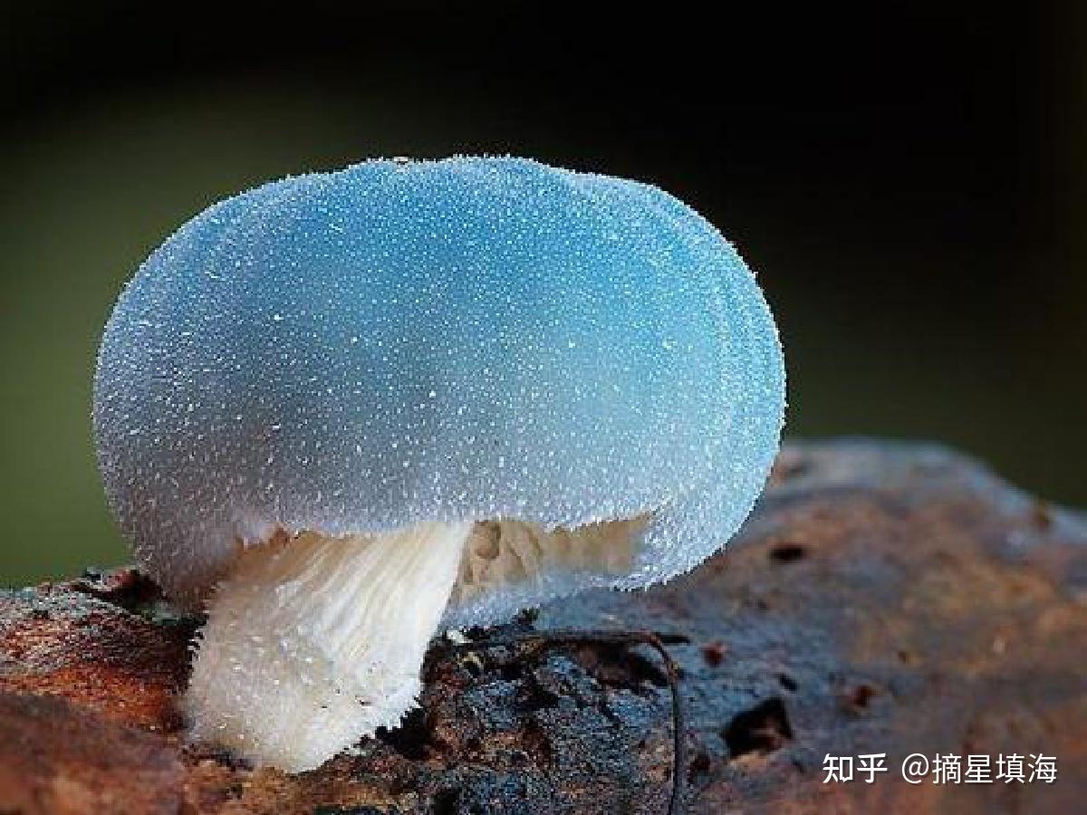 毒蘑菇摄影图__其他生物_生物世界_摄影图库_昵图网nipic.com