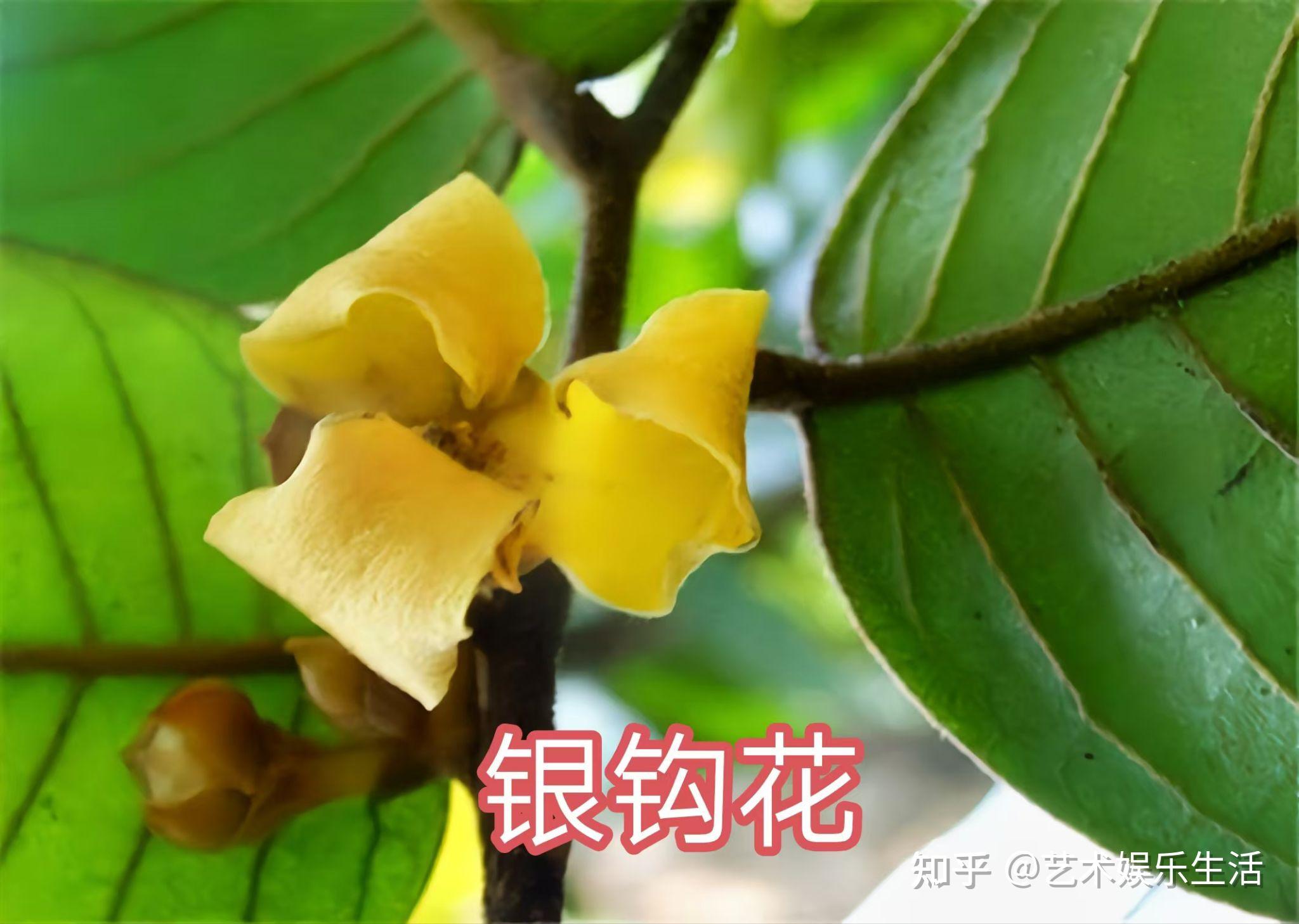 25种番荔枝科的植物，全球分布2100多种 知乎 