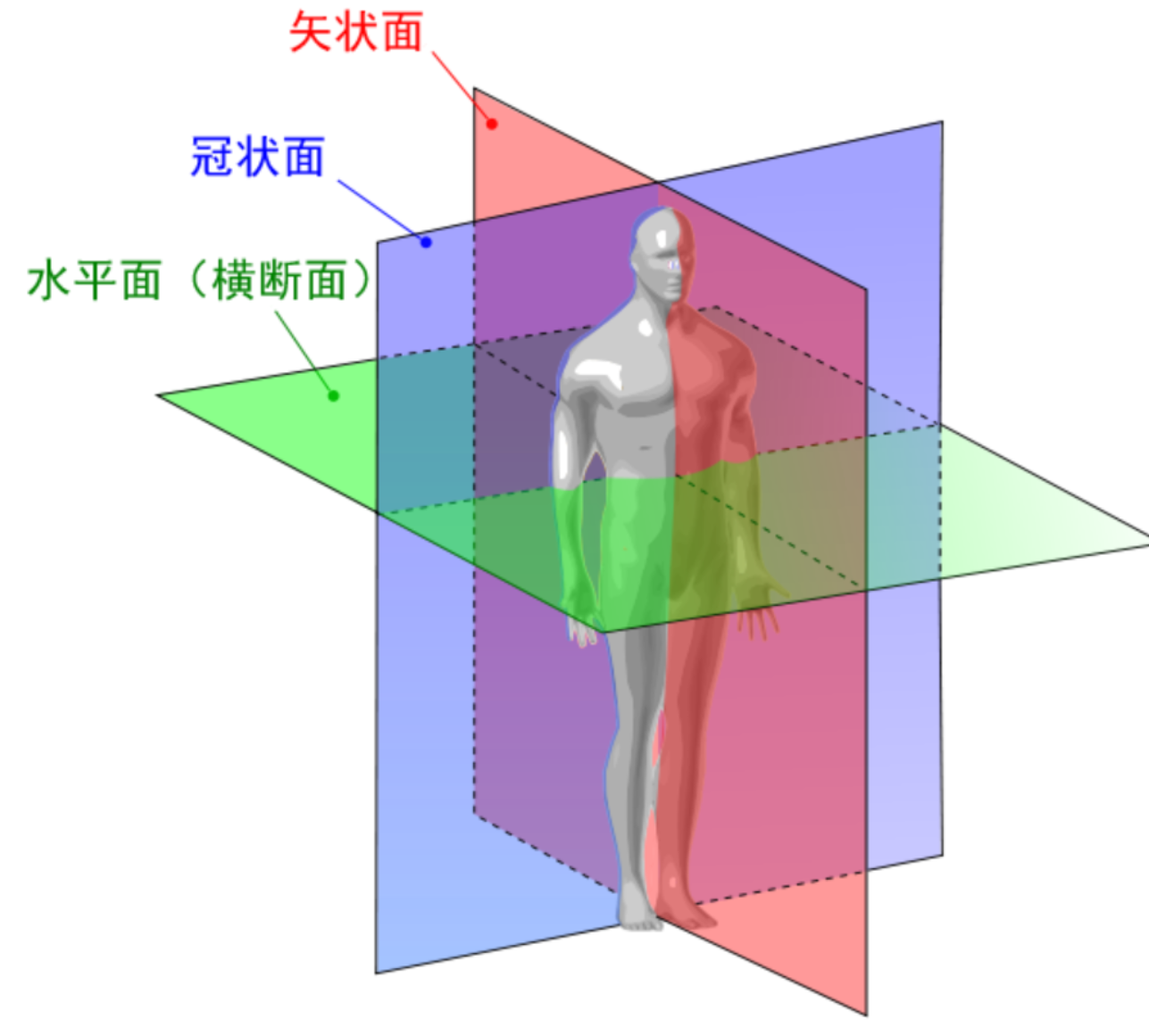 矢状面轴图片