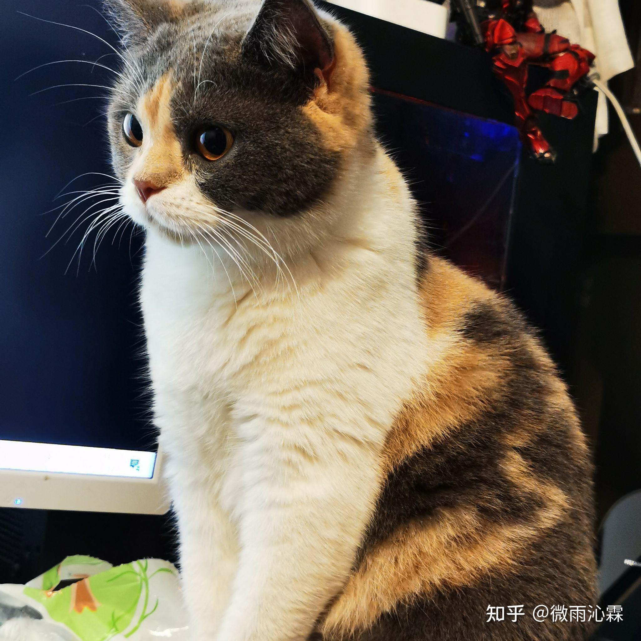 为什么很少看到有人养英短三花呢