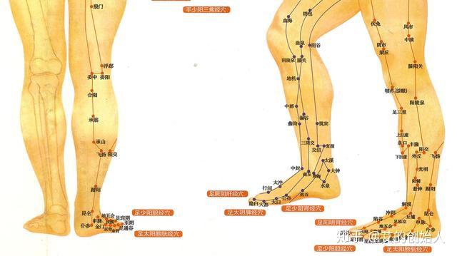 分别是足阳明胃经,足少阳胆经,足厥阴肝经,足太阴脾经,足太阳膀胱经