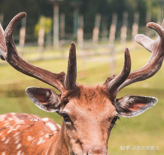 养鹿人告诉您:鹿茸您要知道这些细节,才能不踩坑,不浪费