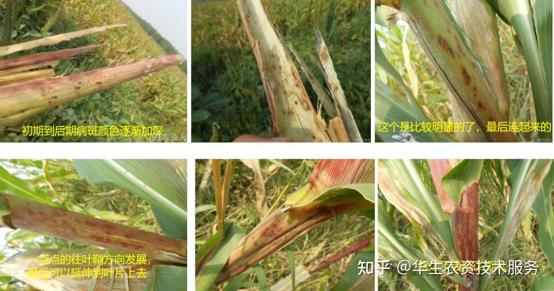玉米褐斑病症状及防治方法