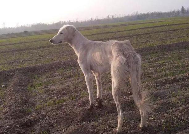 这39种中国“土狗”，其实都是超酷的品种犬！ - 知乎