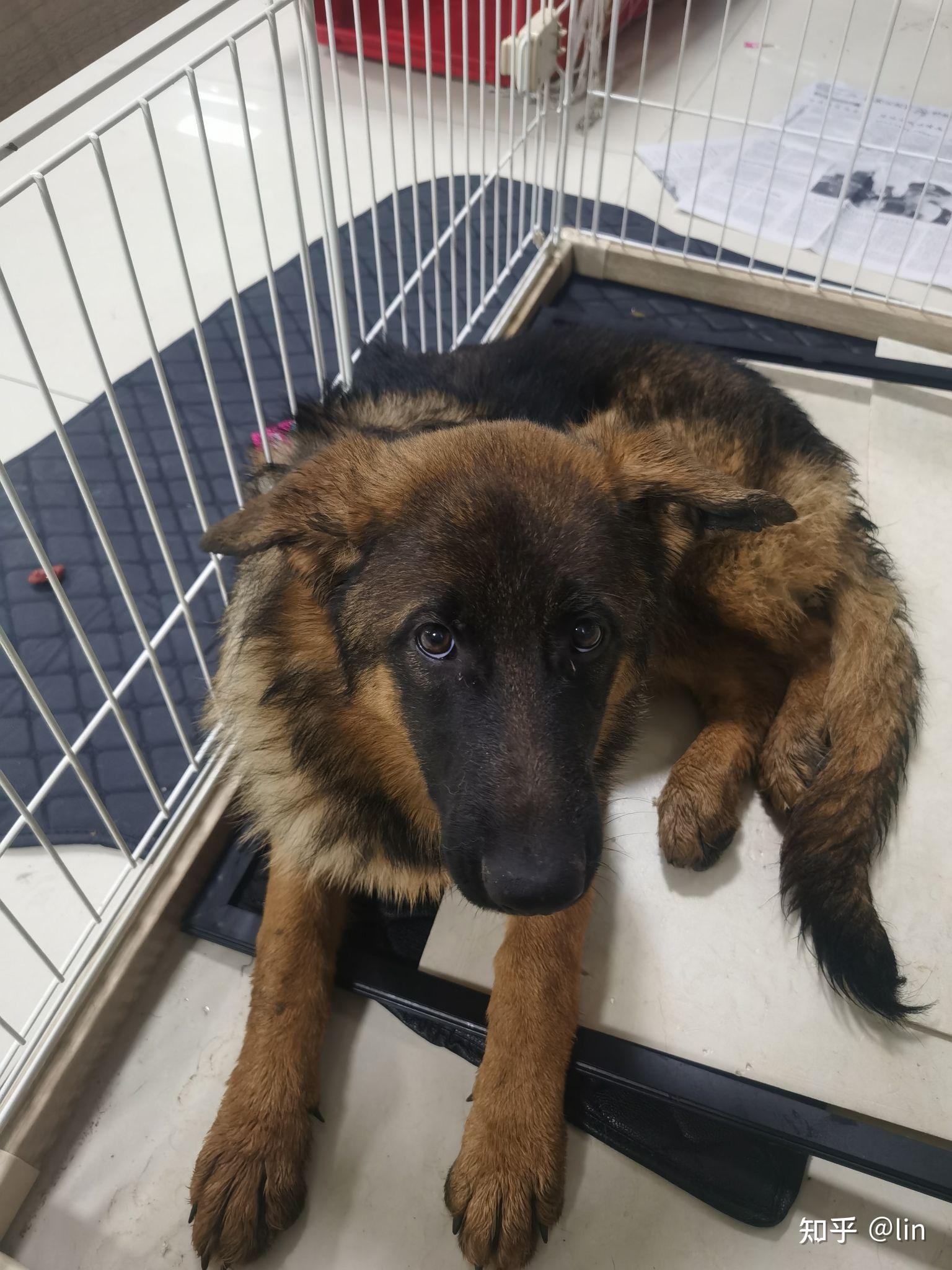 石家庄天一犬舍卖狗骗人货不对版大家进来看看