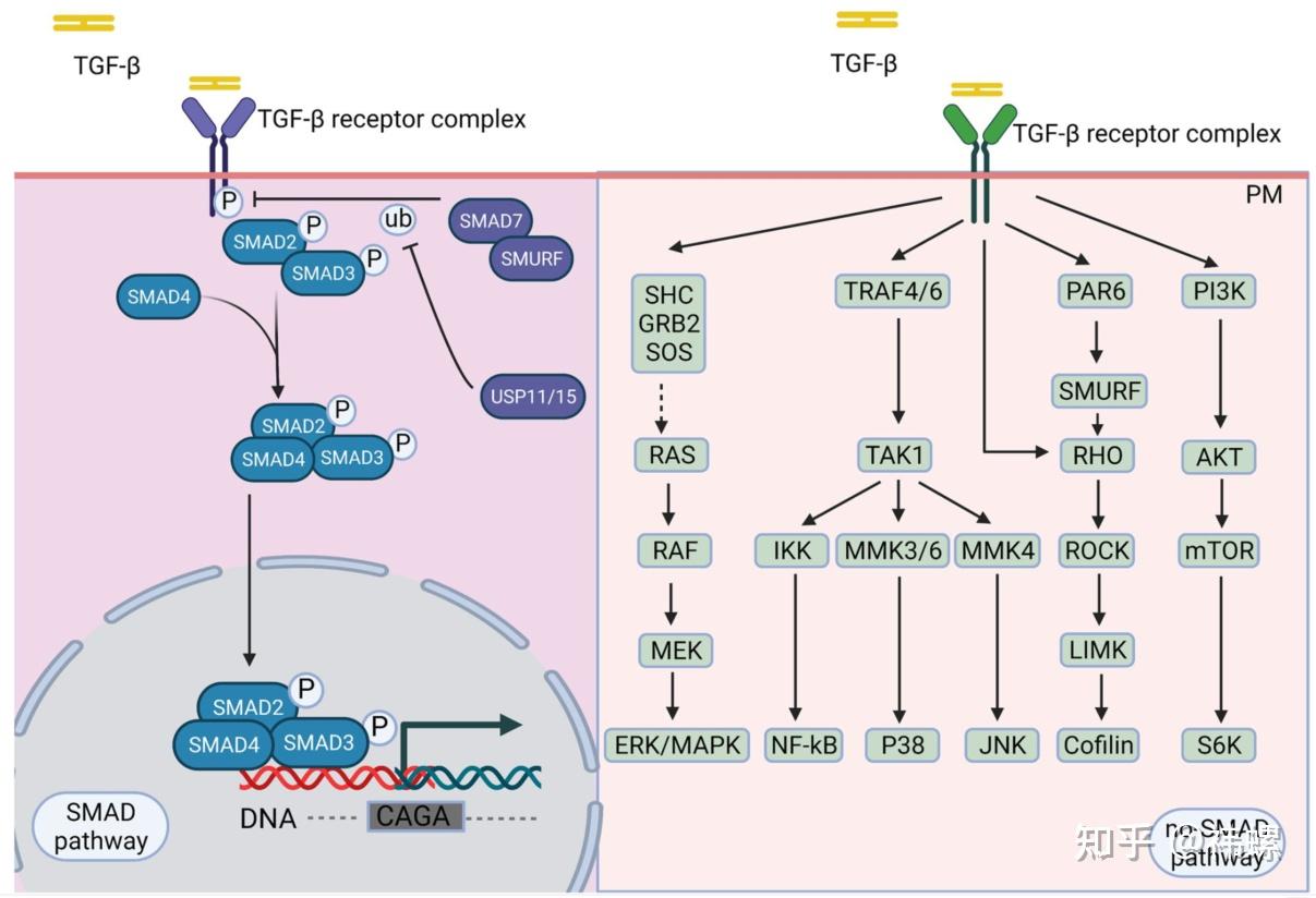 TGF-β 信号通路相关综述（2） - 知乎