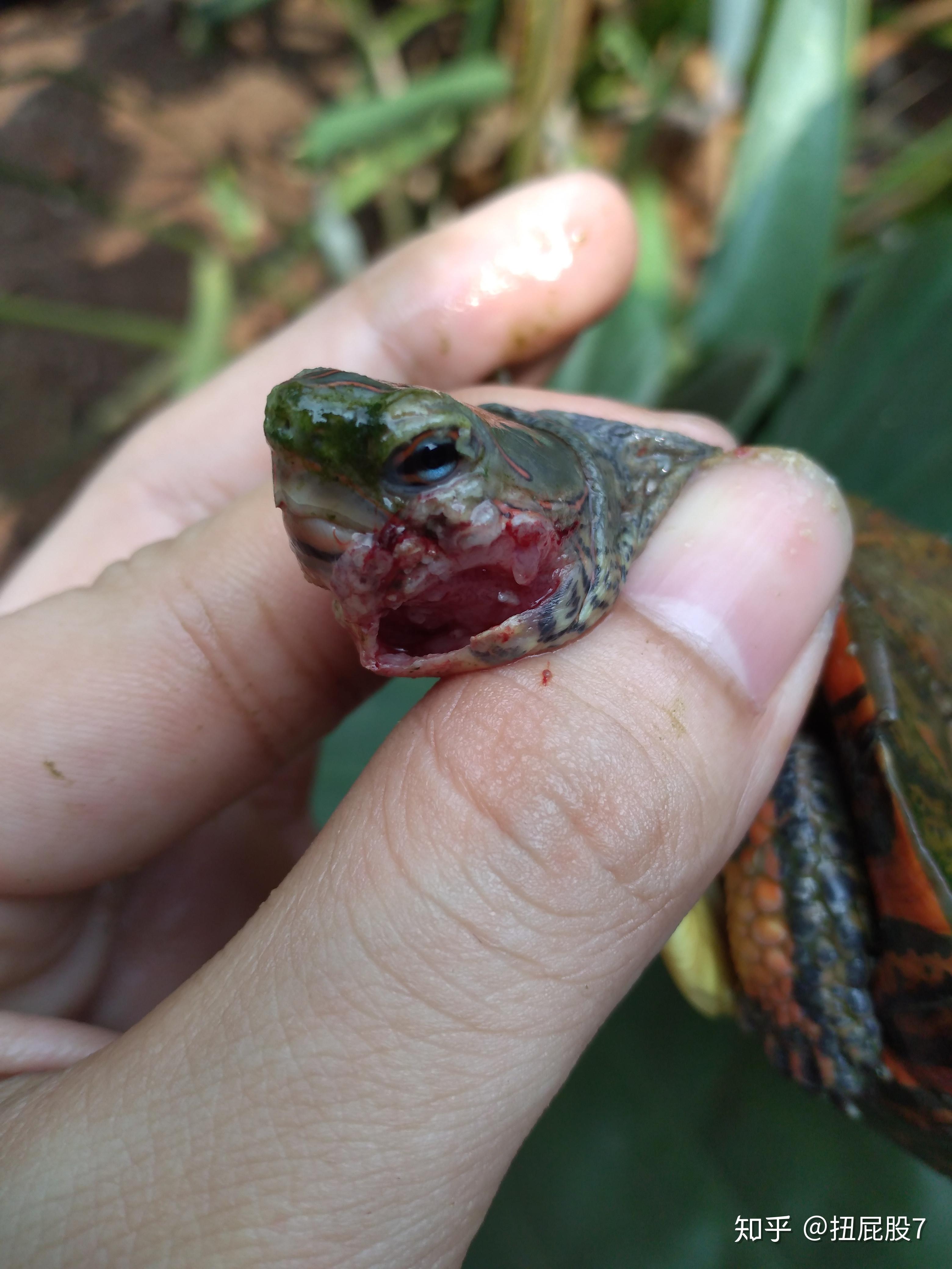 半水龟体表局部混合型感染的治疗